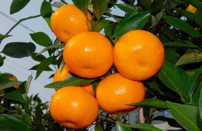 柑橘使用效果
